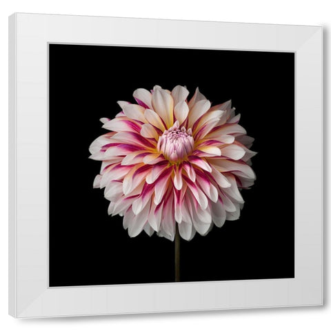 Dahlia Flower White Modern Wood Framed Art Print by Frank, Assaf