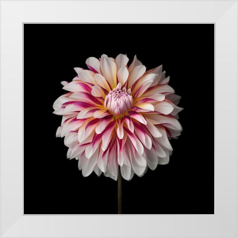 Dahlia Flower White Modern Wood Framed Art Print by Frank, Assaf