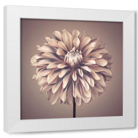 Dahlia Flower White Modern Wood Framed Art Print by Frank, Assaf