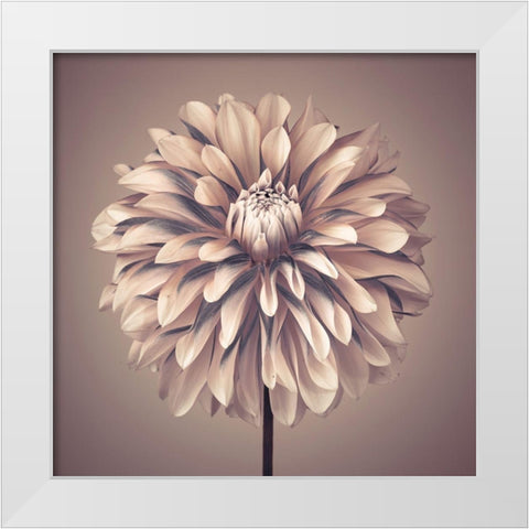 Dahlia Flower White Modern Wood Framed Art Print by Frank, Assaf