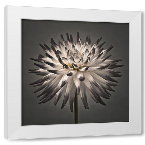Dahlia Flower White Modern Wood Framed Art Print by Frank, Assaf