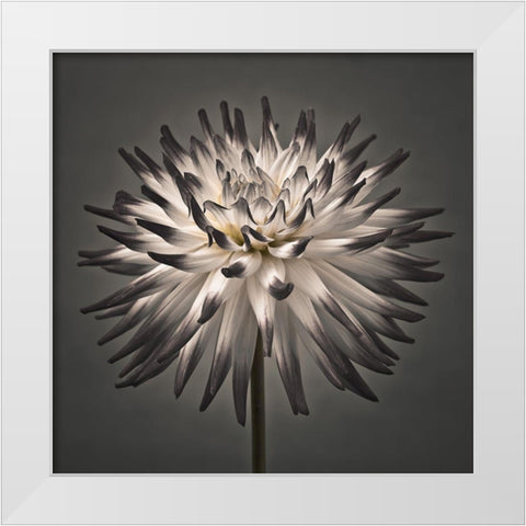 Dahlia Flower White Modern Wood Framed Art Print by Frank, Assaf