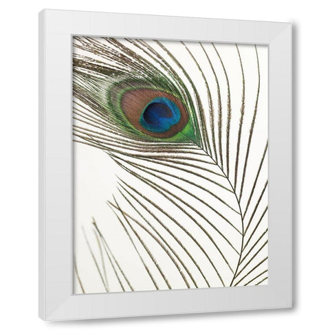 Peacock feather White Modern Wood Framed Art Print by Frank, Assaf