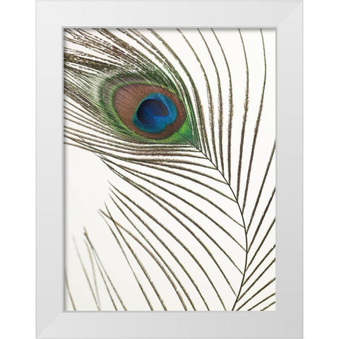 Peacock feather White Modern Wood Framed Art Print by Frank, Assaf
