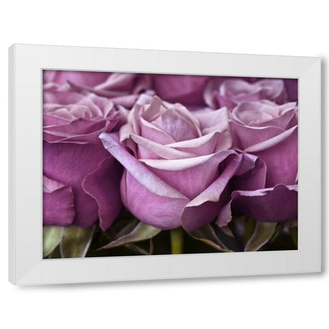 Bunch of roses, close-up White Modern Wood Framed Art Print by Frank, Assaf