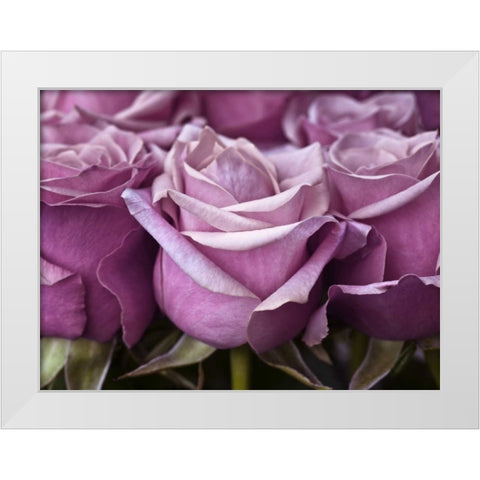 Bunch of roses, close-up White Modern Wood Framed Art Print by Frank, Assaf