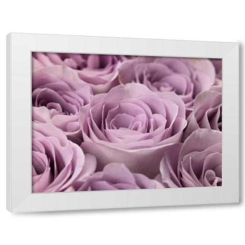 Roses full frame White Modern Wood Framed Art Print by Frank, Assaf