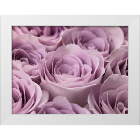 Roses full frame White Modern Wood Framed Art Print by Frank, Assaf
