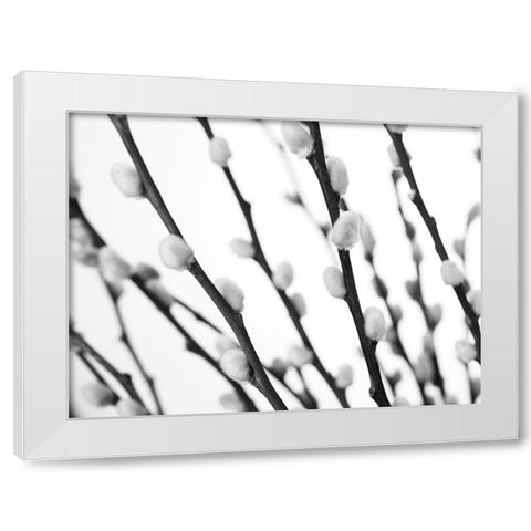 Pussy willow White Modern Wood Framed Art Print by Frank, Assaf