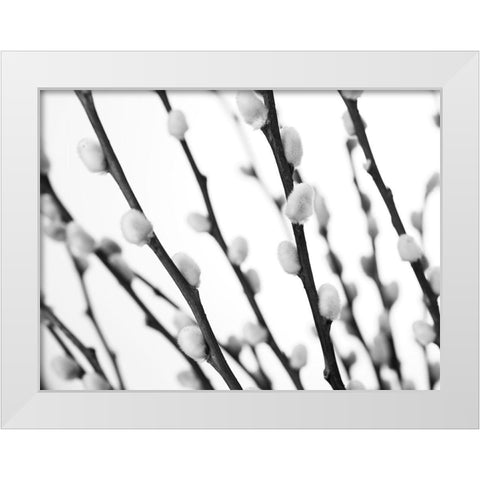 Pussy willow White Modern Wood Framed Art Print by Frank, Assaf
