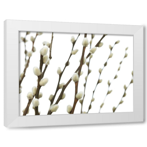 Pussy willow White Modern Wood Framed Art Print by Frank, Assaf