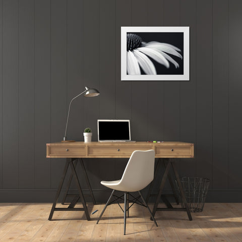 Coneflower White Modern Wood Framed Art Print by Frank, Assaf
