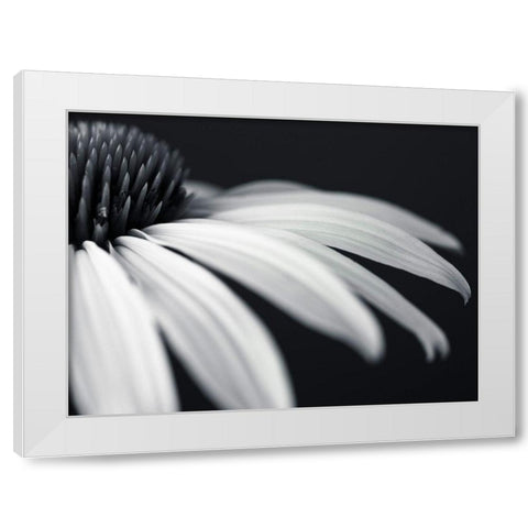 Coneflower White Modern Wood Framed Art Print by Frank, Assaf