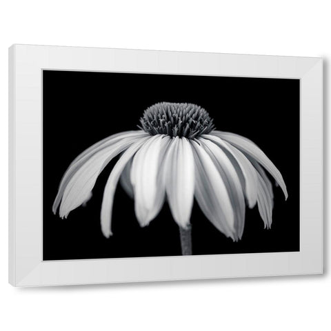 Coneflower White Modern Wood Framed Art Print by Frank, Assaf