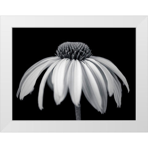 Coneflower White Modern Wood Framed Art Print by Frank, Assaf