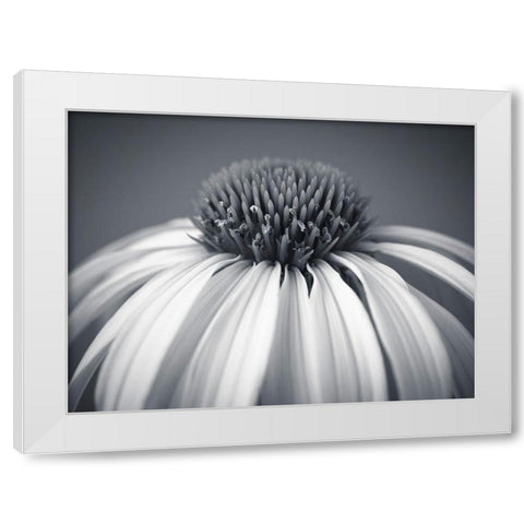 Coneflower White Modern Wood Framed Art Print by Frank, Assaf