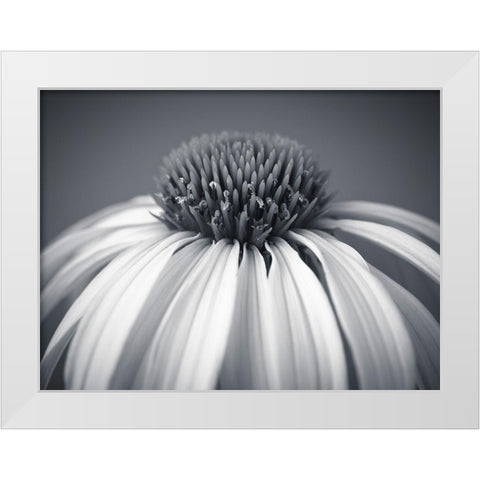 Coneflower White Modern Wood Framed Art Print by Frank, Assaf