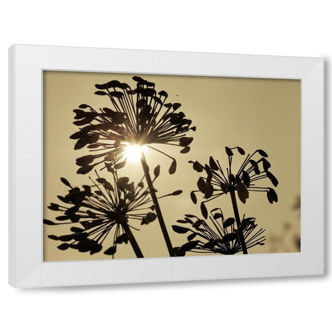 African Lily (Agapanthus) seed pods, silhouette at dusk White Modern Wood Framed Art Print by Frank, Assaf