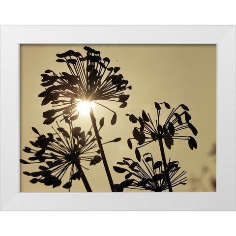 African Lily (Agapanthus) seed pods, silhouette at dusk White Modern Wood Framed Art Print by Frank, Assaf