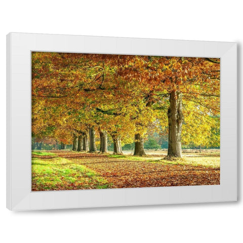 Row of trees in autumn White Modern Wood Framed Art Print by Frank, Assaf
