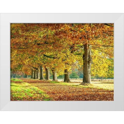 Row of trees in autumn White Modern Wood Framed Art Print by Frank, Assaf