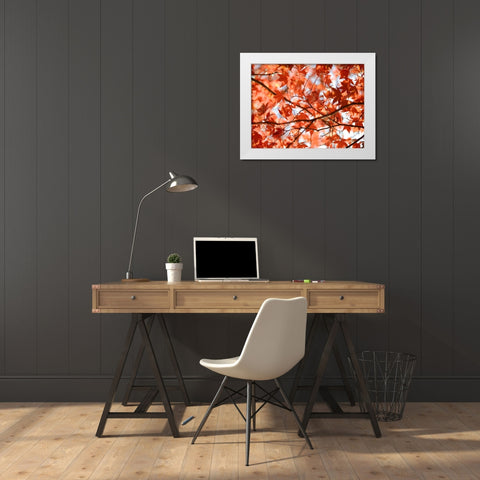 Autumn coloured leaves, backlit White Modern Wood Framed Art Print by Frank, Assaf