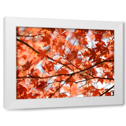 Autumn coloured leaves, backlit White Modern Wood Framed Art Print by Frank, Assaf