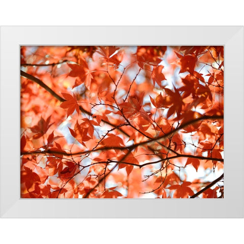 Autumn coloured leaves, backlit White Modern Wood Framed Art Print by Frank, Assaf