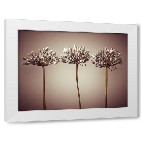 Three African Lilies White Modern Wood Framed Art Print by Frank, Assaf