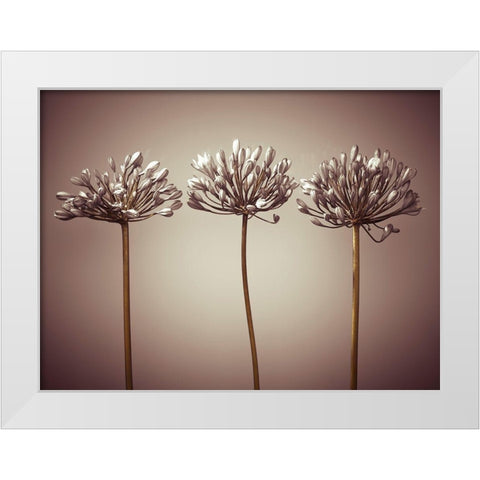 Three African Lilies White Modern Wood Framed Art Print by Frank, Assaf