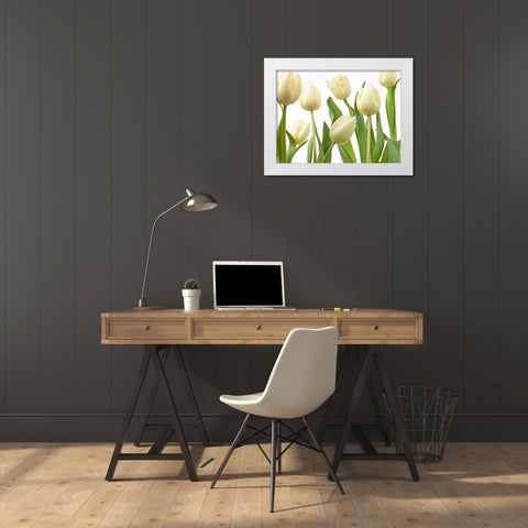 Tulip flowers White Modern Wood Framed Art Print by Frank, Assaf