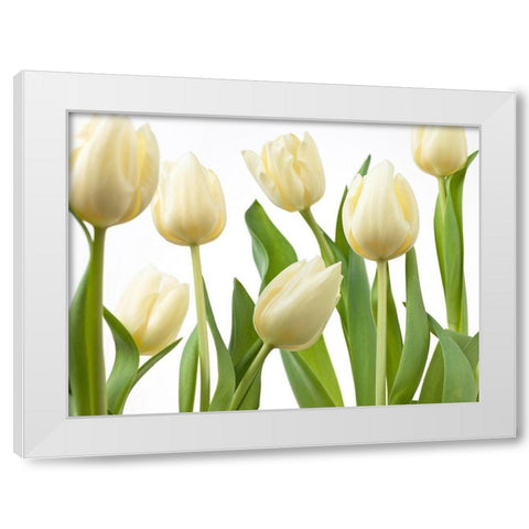 Tulip flowers White Modern Wood Framed Art Print by Frank, Assaf
