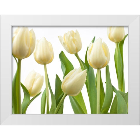 Tulip flowers White Modern Wood Framed Art Print by Frank, Assaf