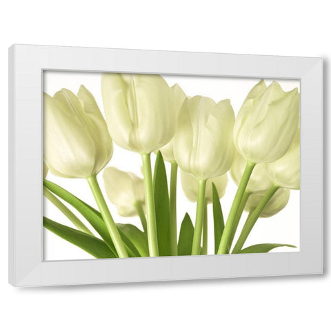 Bunch of Tulips White Modern Wood Framed Art Print by Frank, Assaf