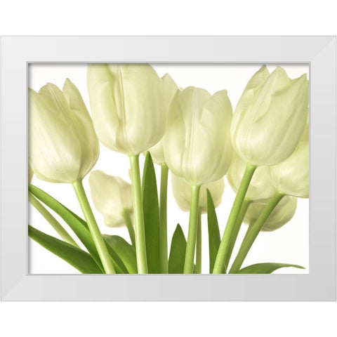 Bunch of Tulips White Modern Wood Framed Art Print by Frank, Assaf
