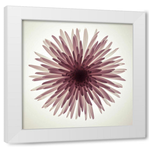 Chrysanthemums flower backlit White Modern Wood Framed Art Print by Frank, Assaf
