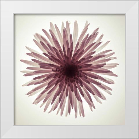 Chrysanthemums flower backlit White Modern Wood Framed Art Print by Frank, Assaf
