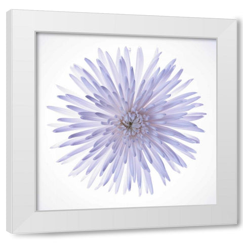 Chrysanthemums flower backlit White Modern Wood Framed Art Print by Frank, Assaf
