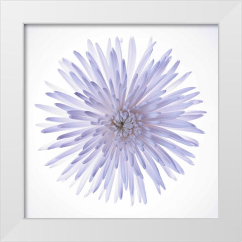 Chrysanthemums flower backlit White Modern Wood Framed Art Print by Frank, Assaf