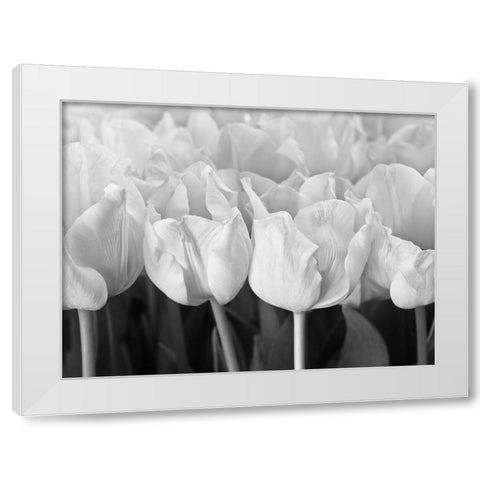 Bunch of Tulips White Modern Wood Framed Art Print by Frank, Assaf
