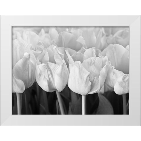 Bunch of Tulips White Modern Wood Framed Art Print by Frank, Assaf