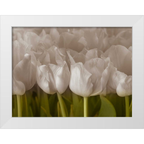 Bunch of Tulips close-up White Modern Wood Framed Art Print by Frank, Assaf