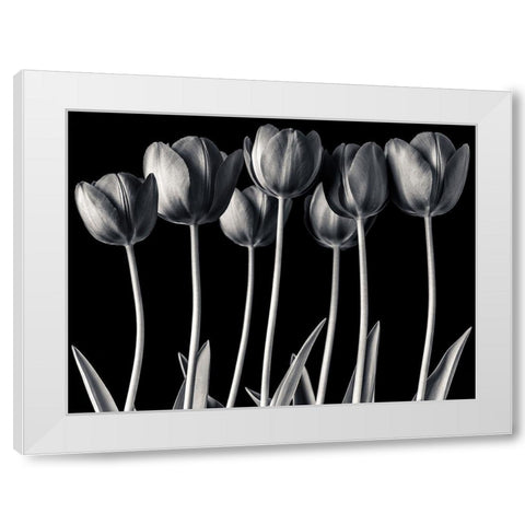 Growing Tulips, FTBR-1817 White Modern Wood Framed Art Print by Frank, Assaf