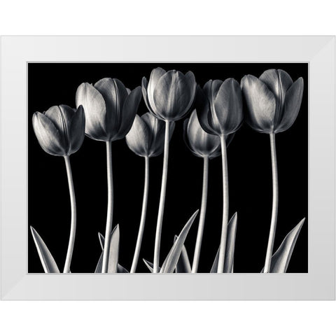 Growing Tulips, FTBR-1817 White Modern Wood Framed Art Print by Frank, Assaf