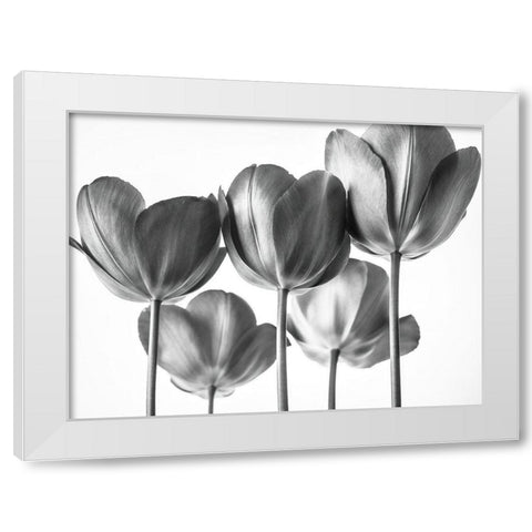 Red Tulips White Modern Wood Framed Art Print by Frank, Assaf