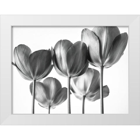 Red Tulips White Modern Wood Framed Art Print by Frank, Assaf