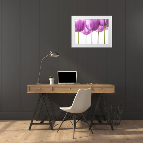 Purple Tulips White Modern Wood Framed Art Print by Frank, Assaf
