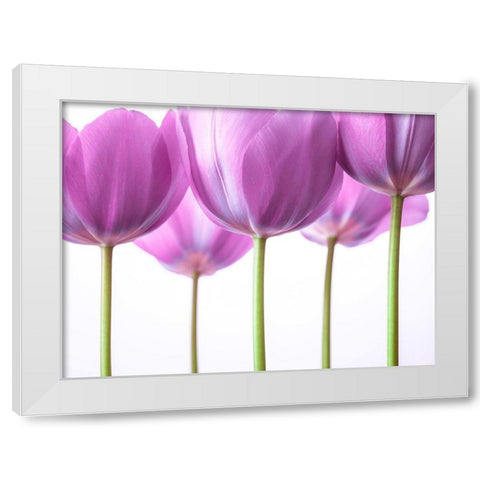 Purple Tulips White Modern Wood Framed Art Print by Frank, Assaf