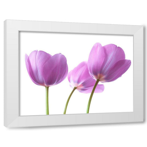 Purple Tulips White Modern Wood Framed Art Print by Frank, Assaf