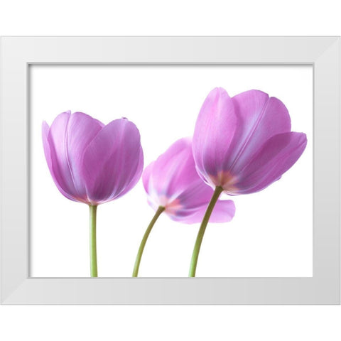 Purple Tulips White Modern Wood Framed Art Print by Frank, Assaf
